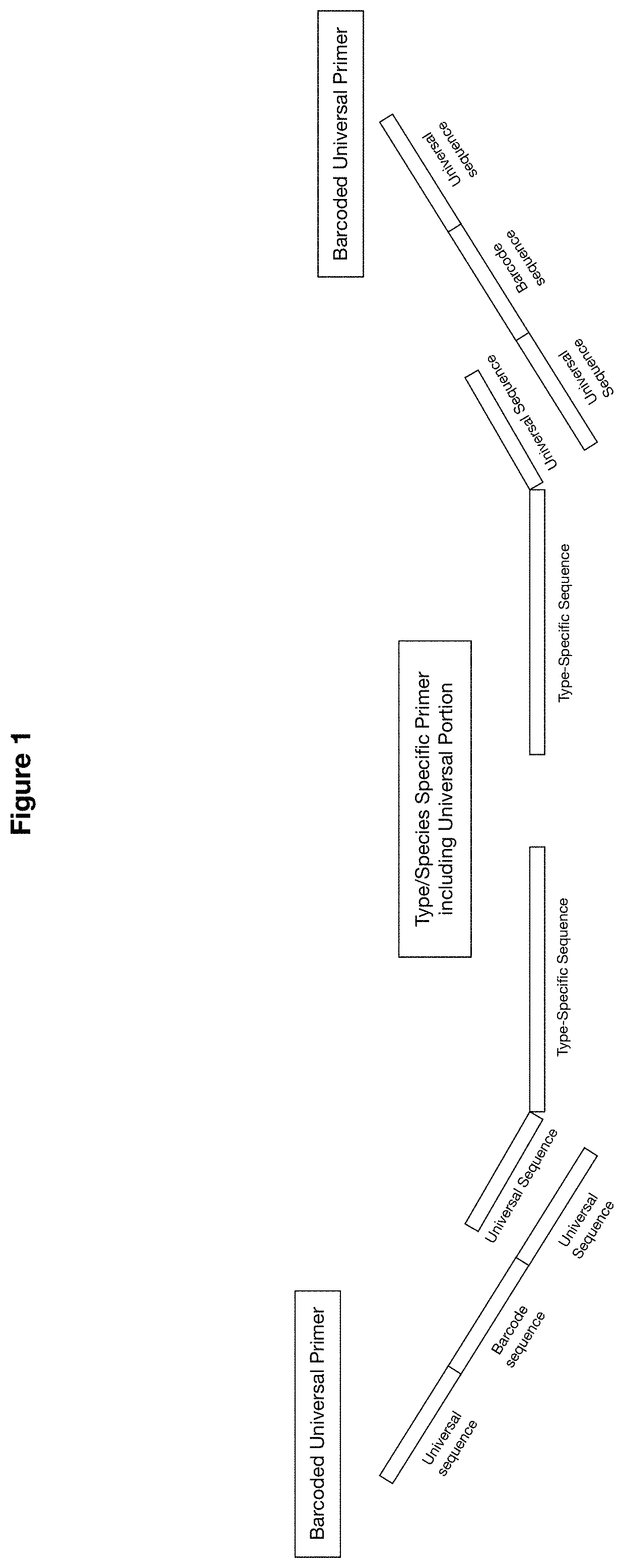 Methods and compositions for human papillomaviruses and sexually transmitted infections detection, identification and quantification