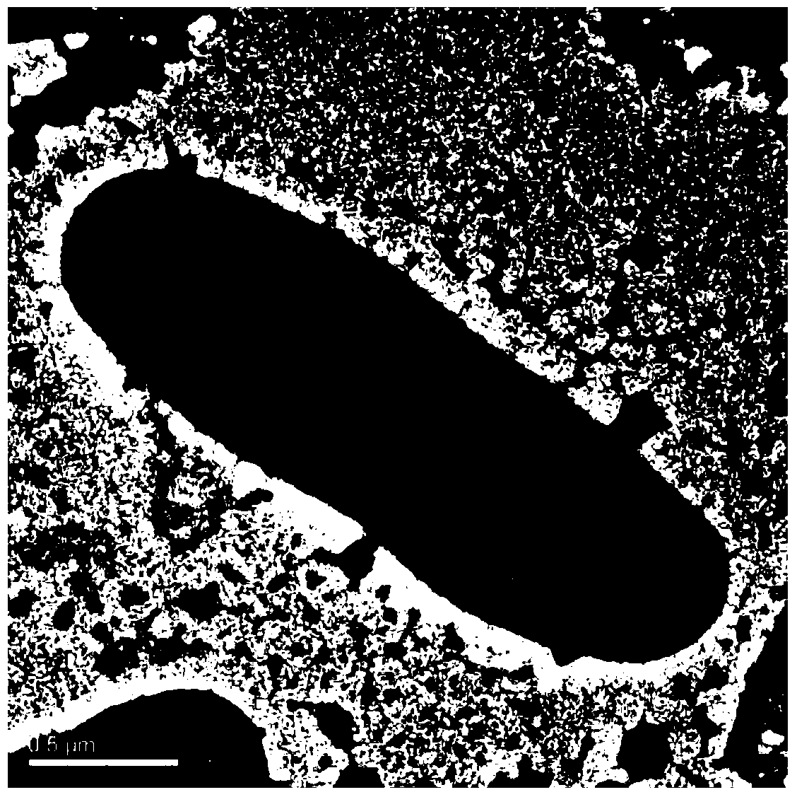 A Strain of Paracoccus mazenii and Its Application in Promoting the Growth of Synechococcus