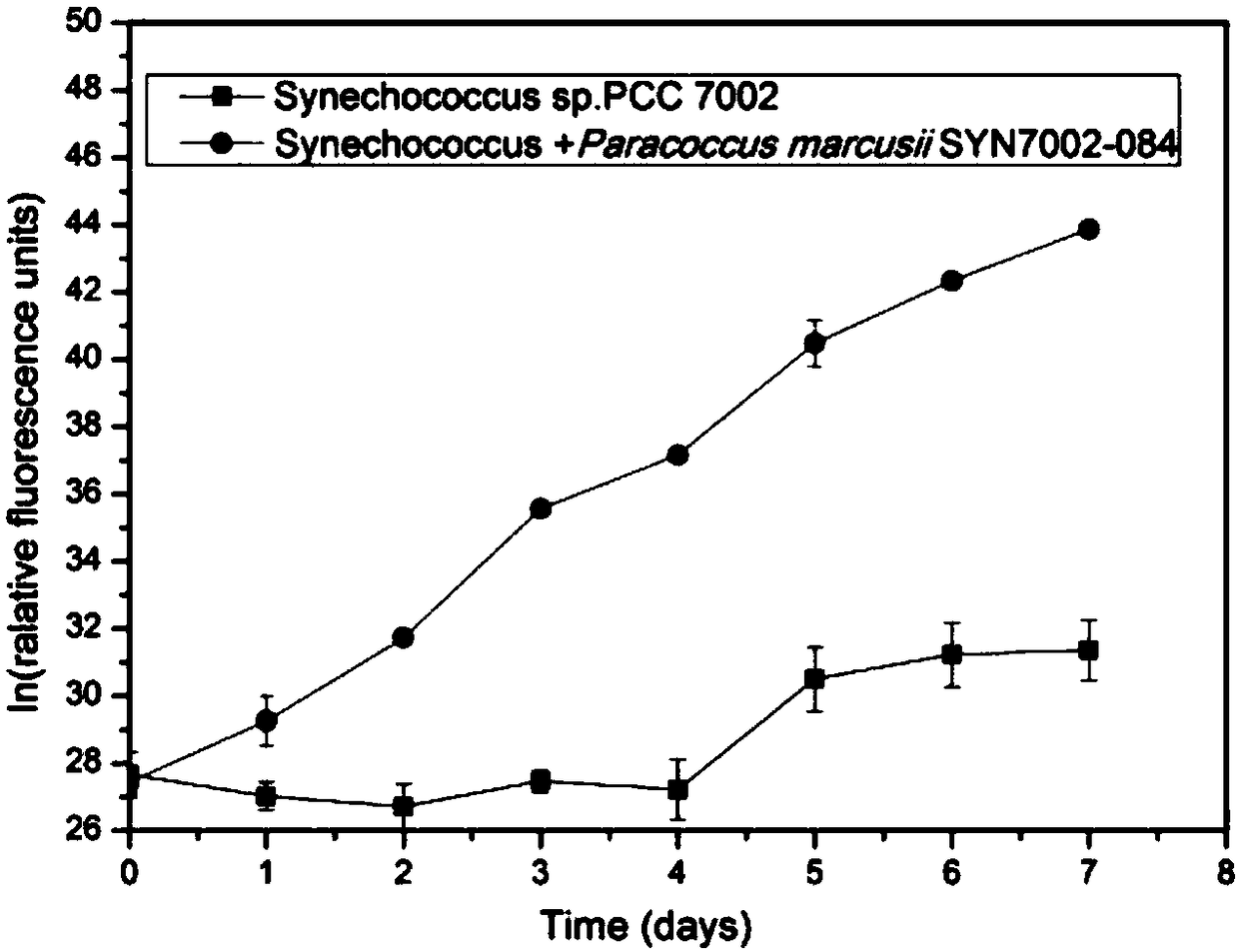 A Strain of Paracoccus mazenii and Its Application in Promoting the Growth of Synechococcus