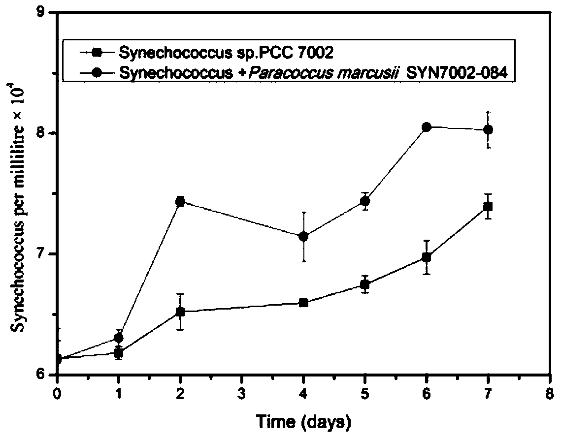 A Strain of Paracoccus mazenii and Its Application in Promoting the Growth of Synechococcus