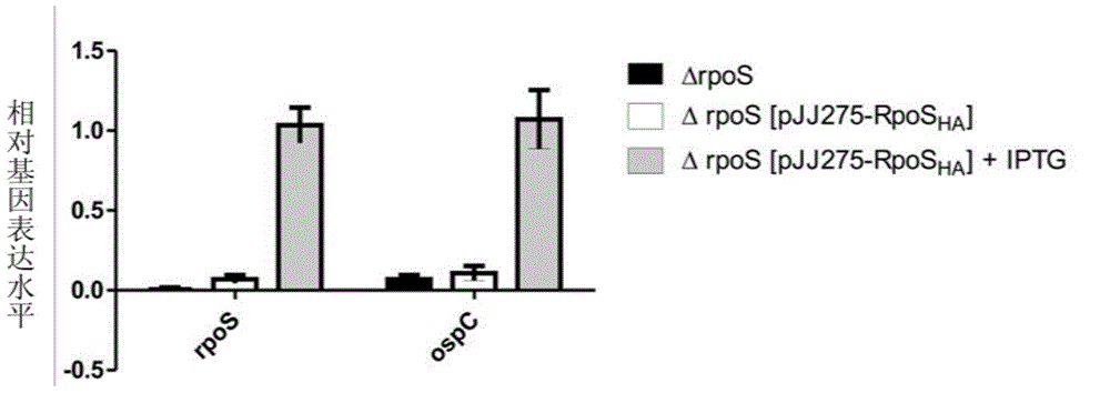 Inducible-expression shuttle expression tool vector for borrelia and construction method and application thereof