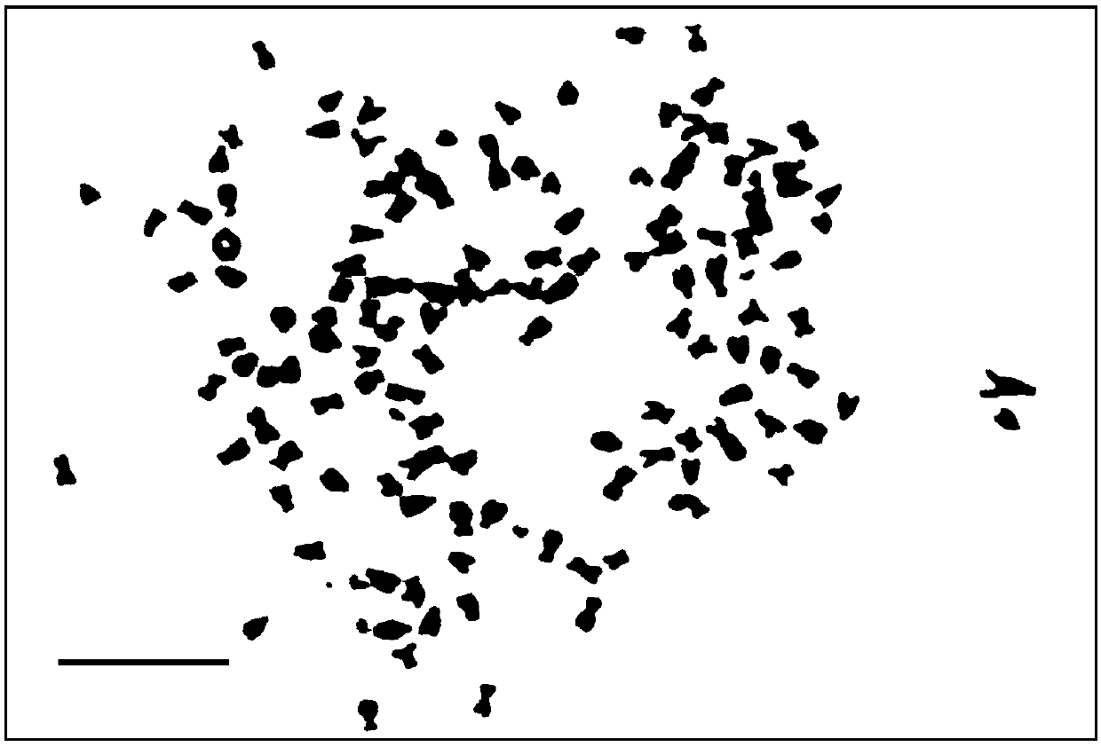 Triploid crucian carp tail fin cell line 3nFC as well as construction method and application thereof