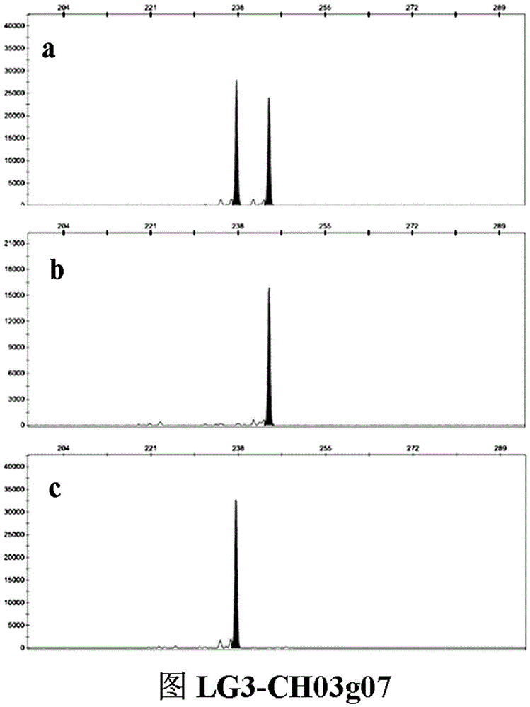 SSR (simple sequence repeat) molecular marker II for identifying descendant plants of Gala apple and application thereof