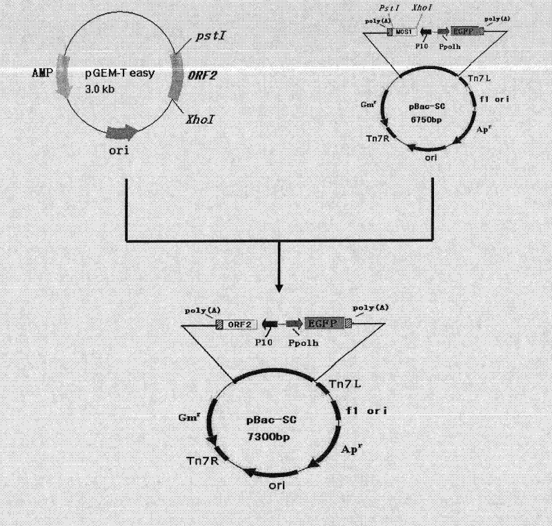 Recombinant baculovirus expressing porcine circovirus type 2 (PCV-2) immunogen gene and preparation method and application thereof