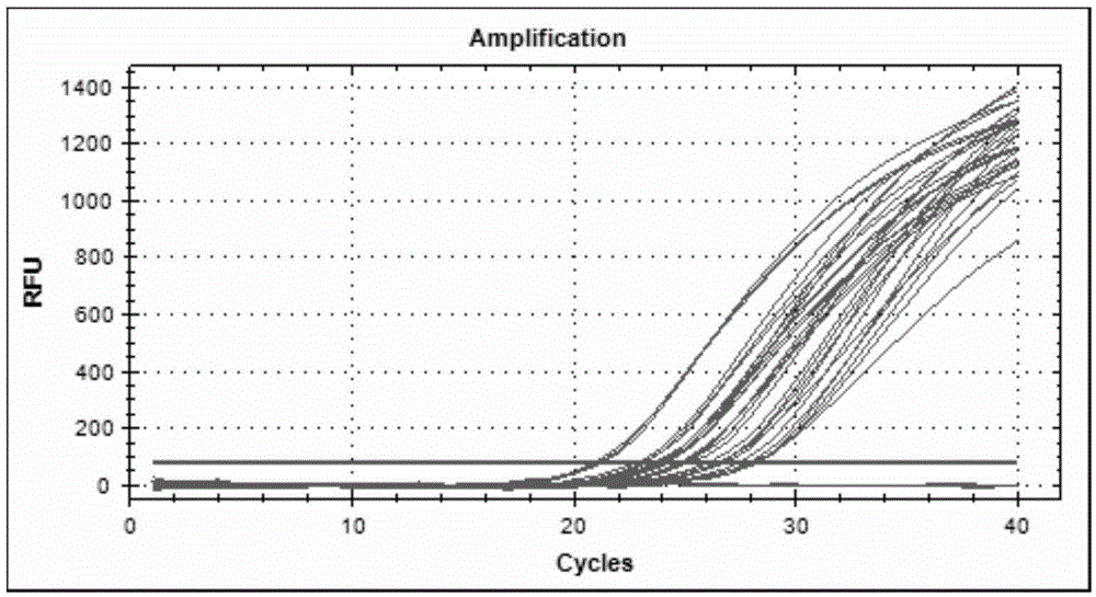 Fluorescent quantitative PCR detection kit for quickly detecting pythium aphanidermatum