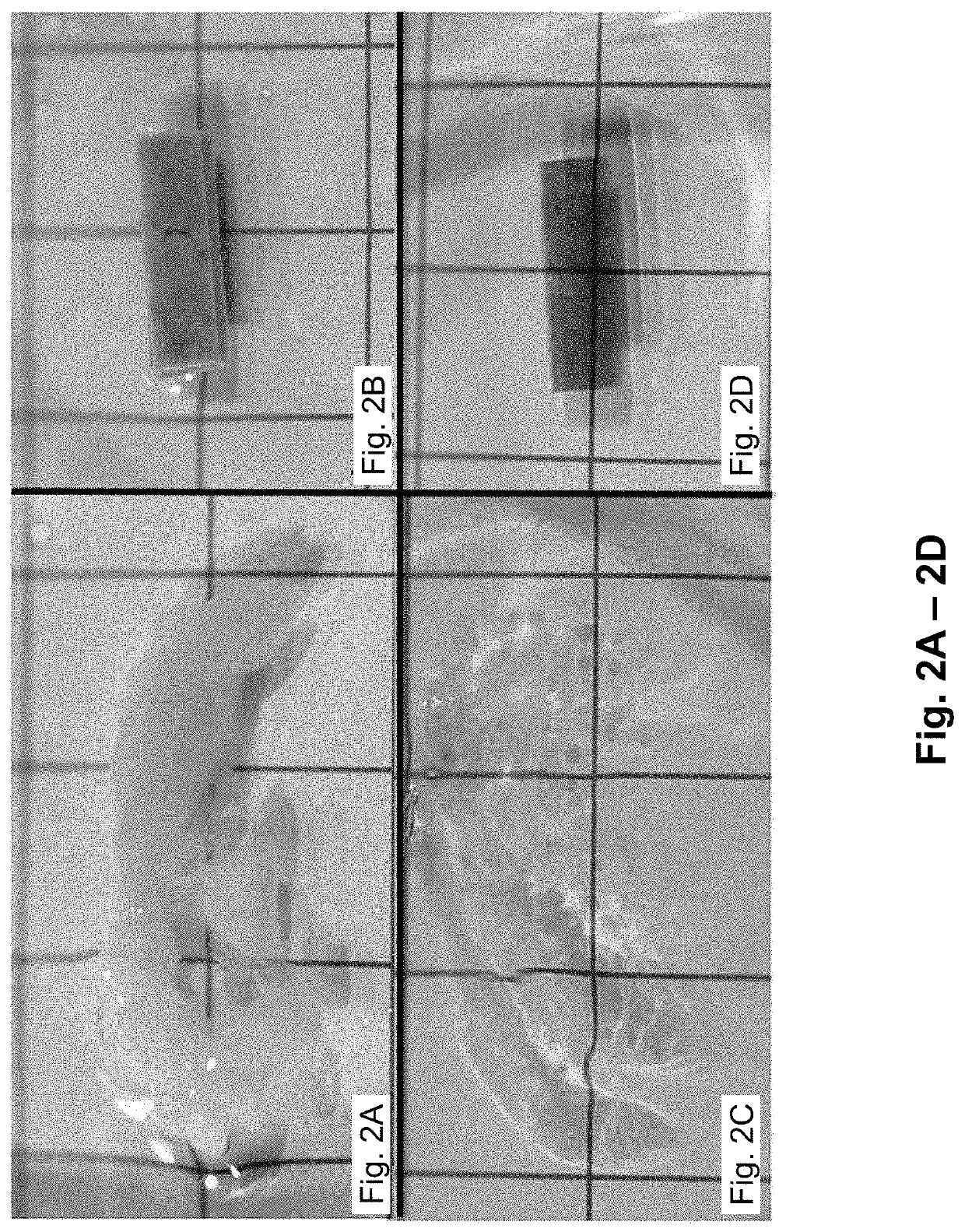 Simultaneous dehydration and staining of tissue for deep imaging
