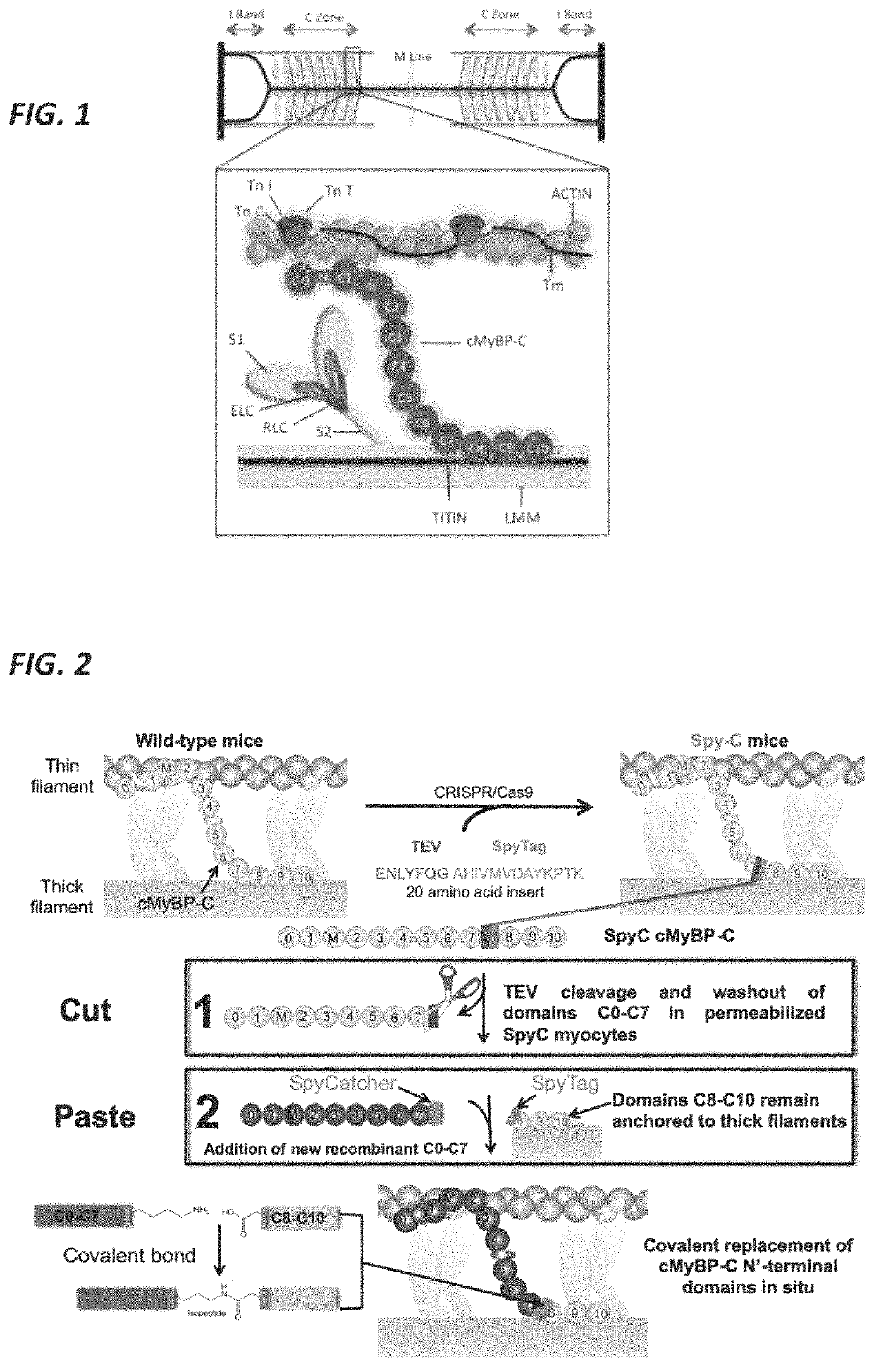 Methods and compositions for rapidly replacing cardiac myosin binding protein-C in sarcomeres