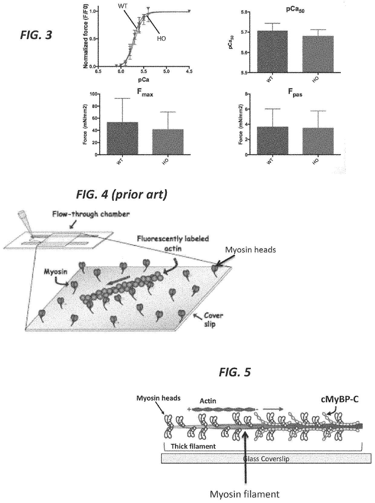 Methods and compositions for rapidly replacing cardiac myosin binding protein-C in sarcomeres