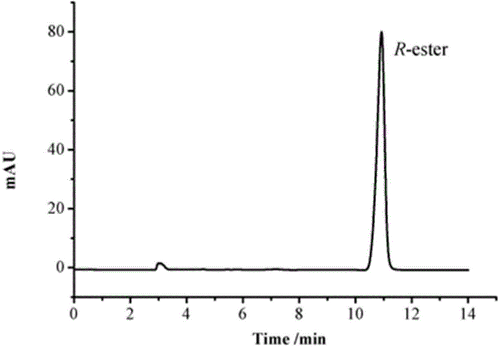 Method for preparing R-o-chloromandelic acid methyl ester through biocatalysis dynamic kinetic resolution