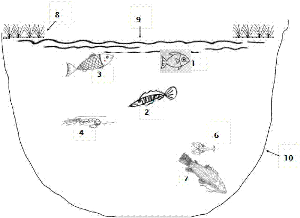 Shrimp-vegetable-fish three-dimensional ecological culture method