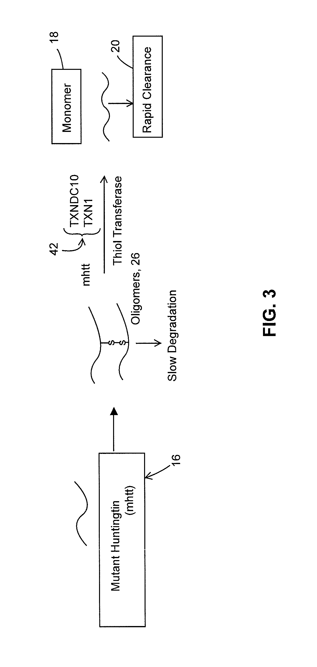 Method for reducing protein misfolding and accumulation in Huntington'S disease cells