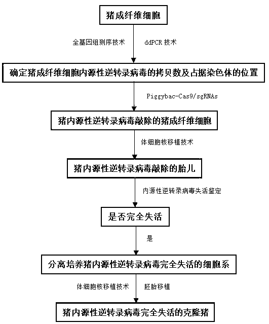 Construction method of cloned pig in which porcine endogenous retrovirus is inactivated