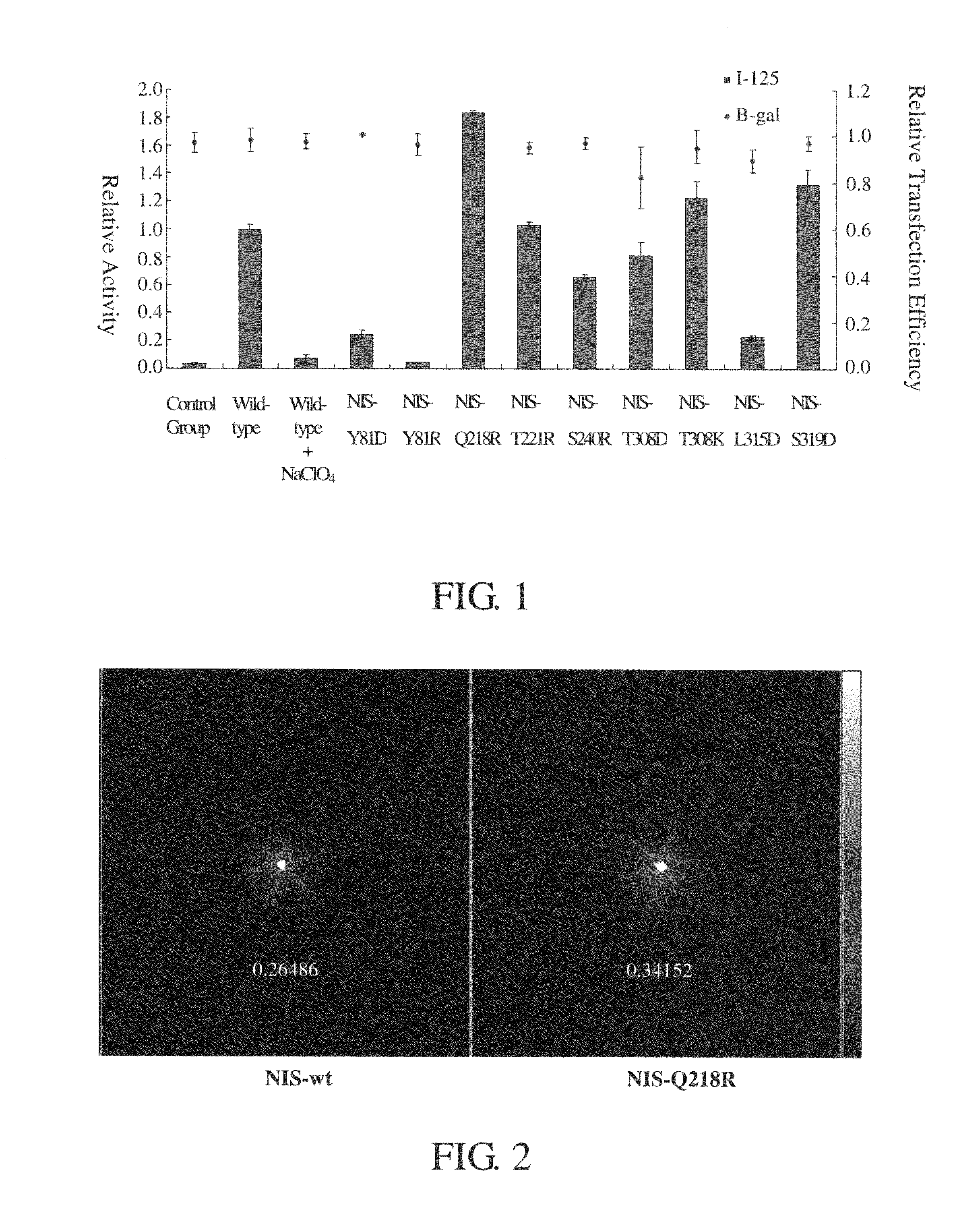 Modified sodium iodide symporter proteins and uses thereof