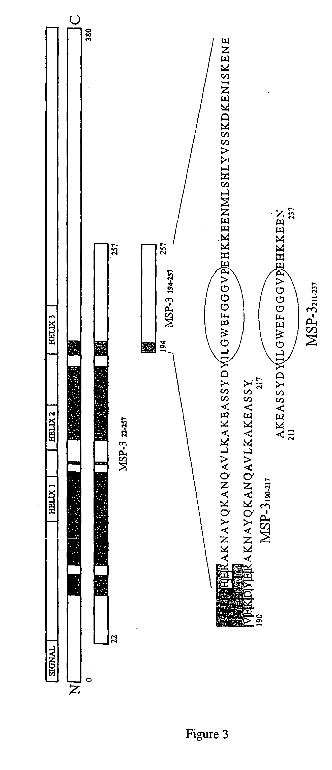 Recombinant anti-plasmodium falciparum antibodies