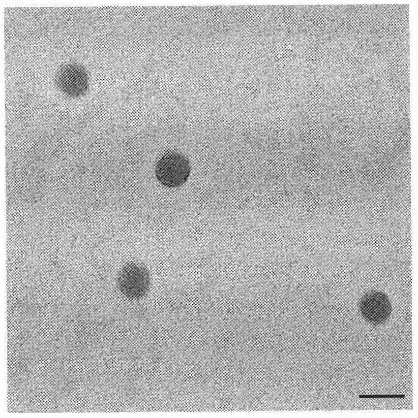 Carrier for transmembrane delivery of molecules and preparation method of carrier