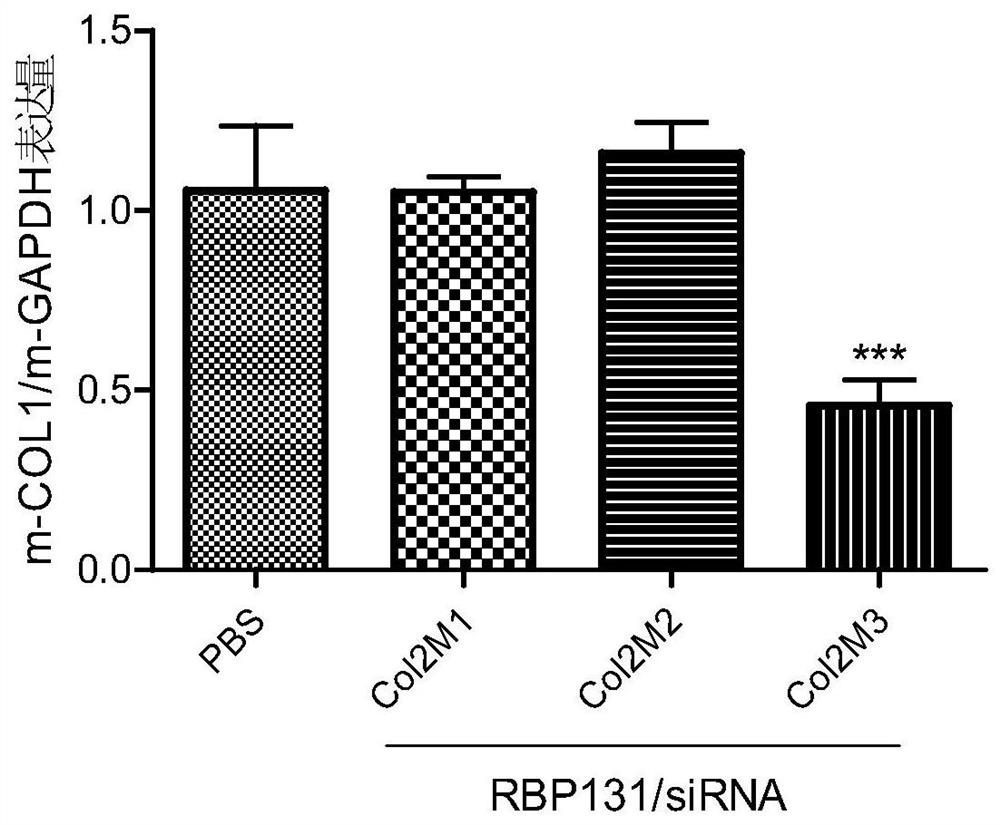 siRNA that suppresses col1a1 gene expression in humans and animals, compositions comprising it, and applications thereof