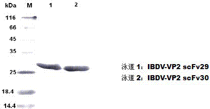 Two ScFv (Single Chain Variable Fragment ) antibodies, encoding genes and application thereof for preparing preparation for treating or preventing infectious bursal disease of chicken