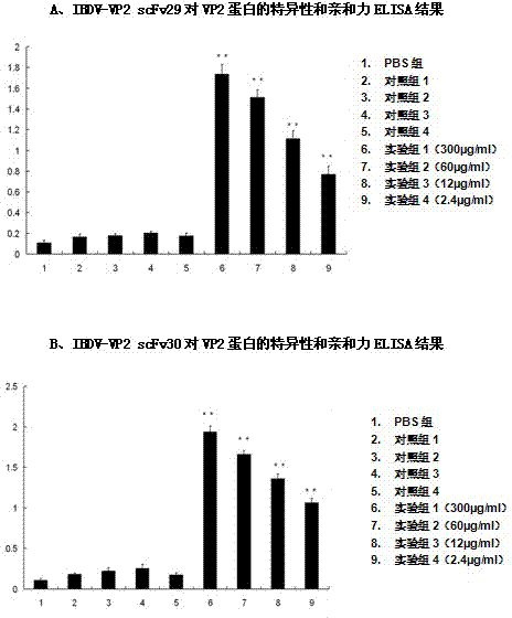 Two ScFv (Single Chain Variable Fragment ) antibodies, encoding genes and application thereof for preparing preparation for treating or preventing infectious bursal disease of chicken