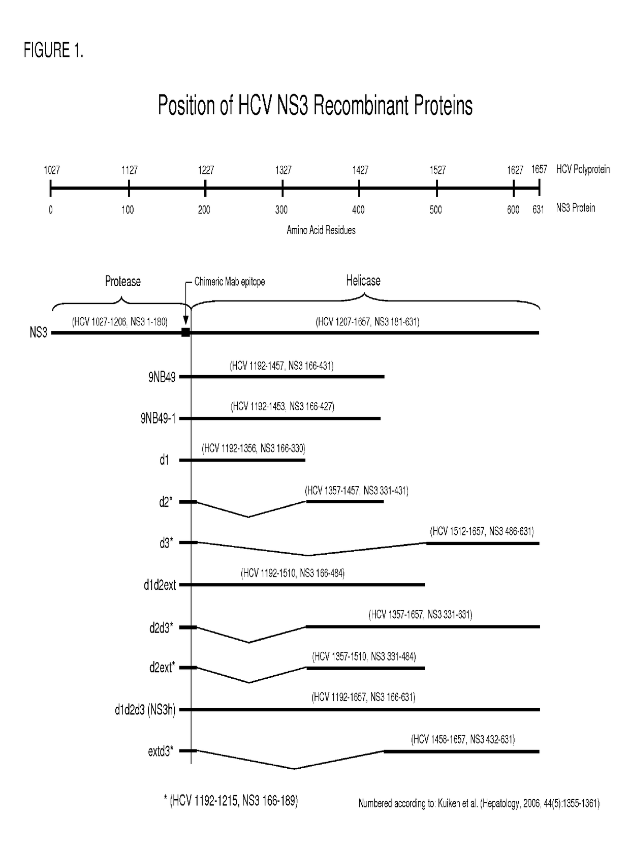 HCV NS3 recombinant antigens and mutants thereof for improved antibody detection