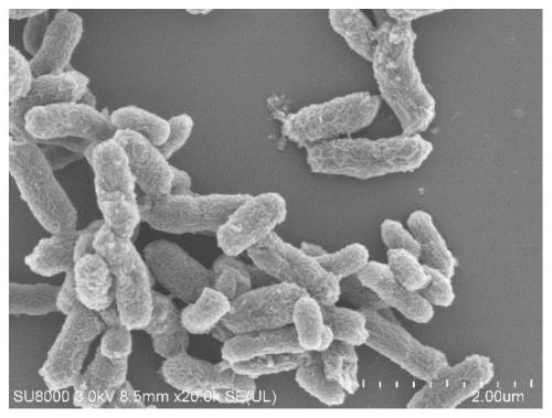 Salt-tolerant denitrifying bacteria, strain preparation method thereof and application of bacteria