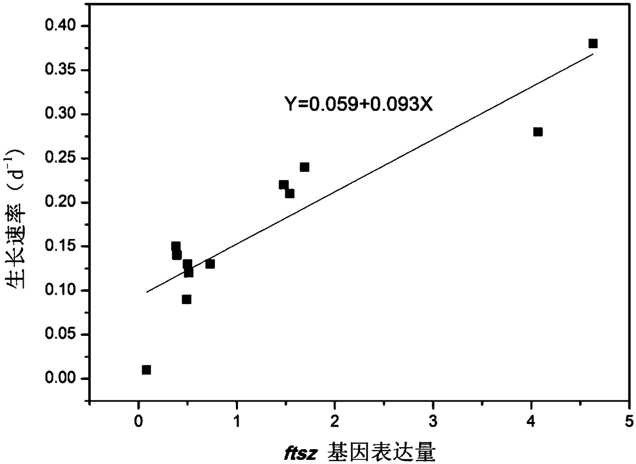 Method of judging rapid growth period of cyanobacteria based on cell division ftsZ gene expression quantity