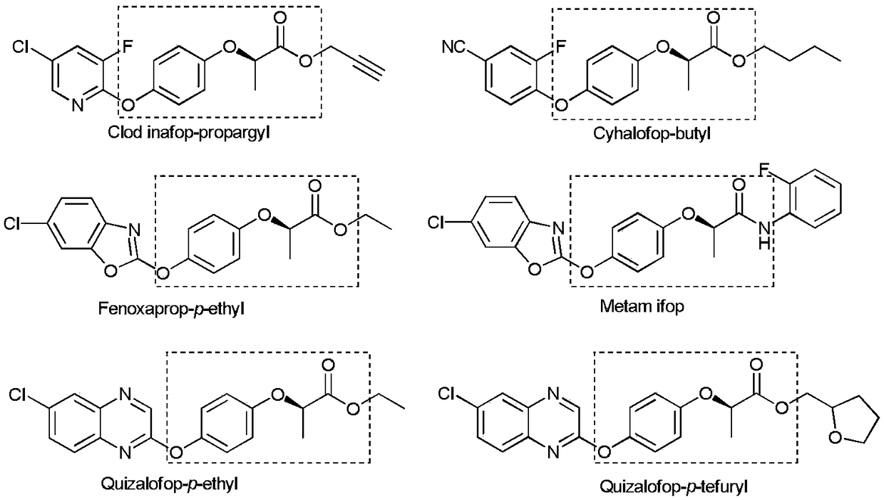 Method for performing high-flux and rapid screening on strains capable of producing high-yield R-2-(4-hydroxyphenoxy)propionic acid