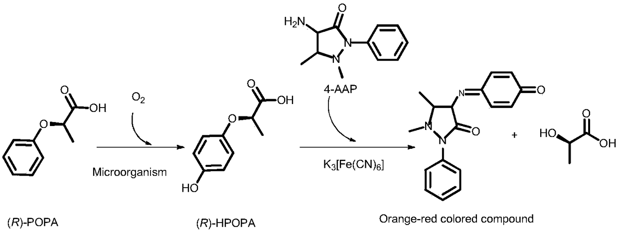 Method for performing high-flux and rapid screening on strains capable of producing high-yield R-2-(4-hydroxyphenoxy)propionic acid