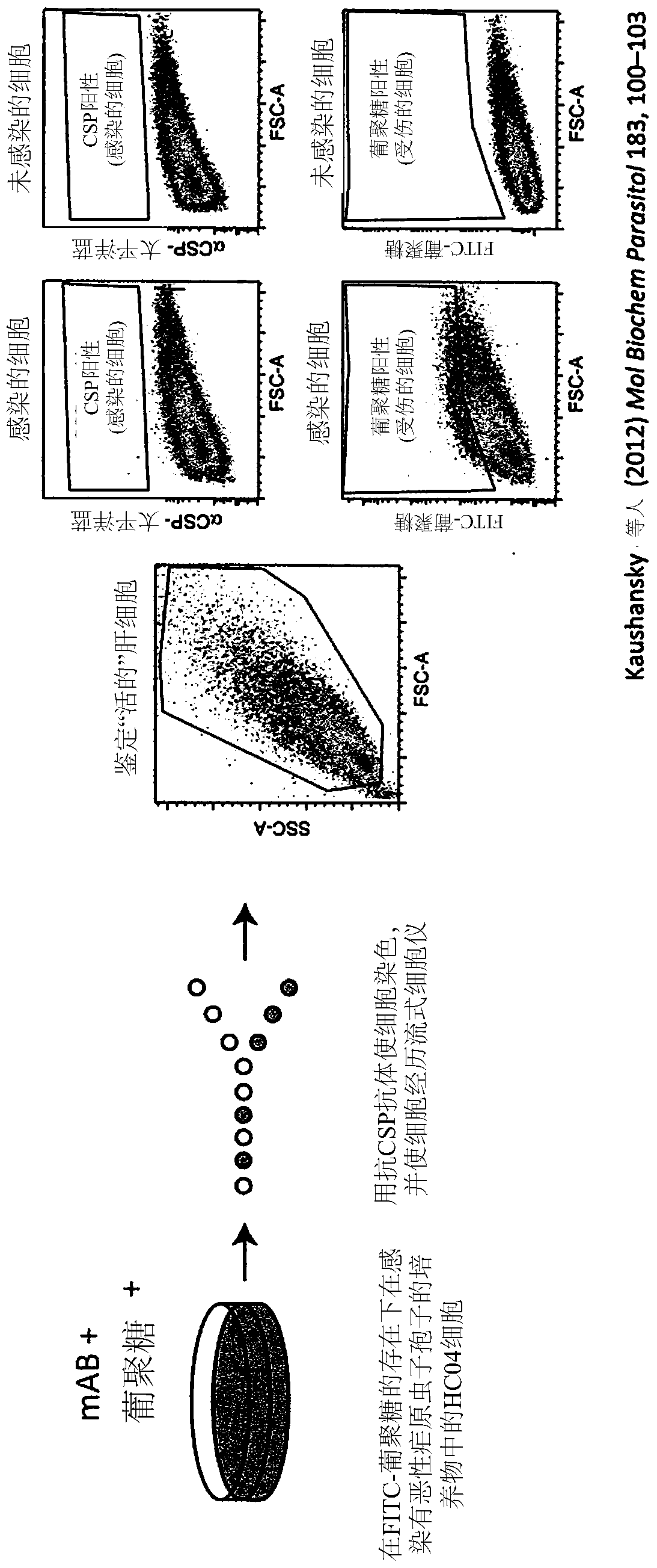 Plasmodium sporozoite NPDP peptides as vaccine and target novel malaria vaccines and antibodies binding to