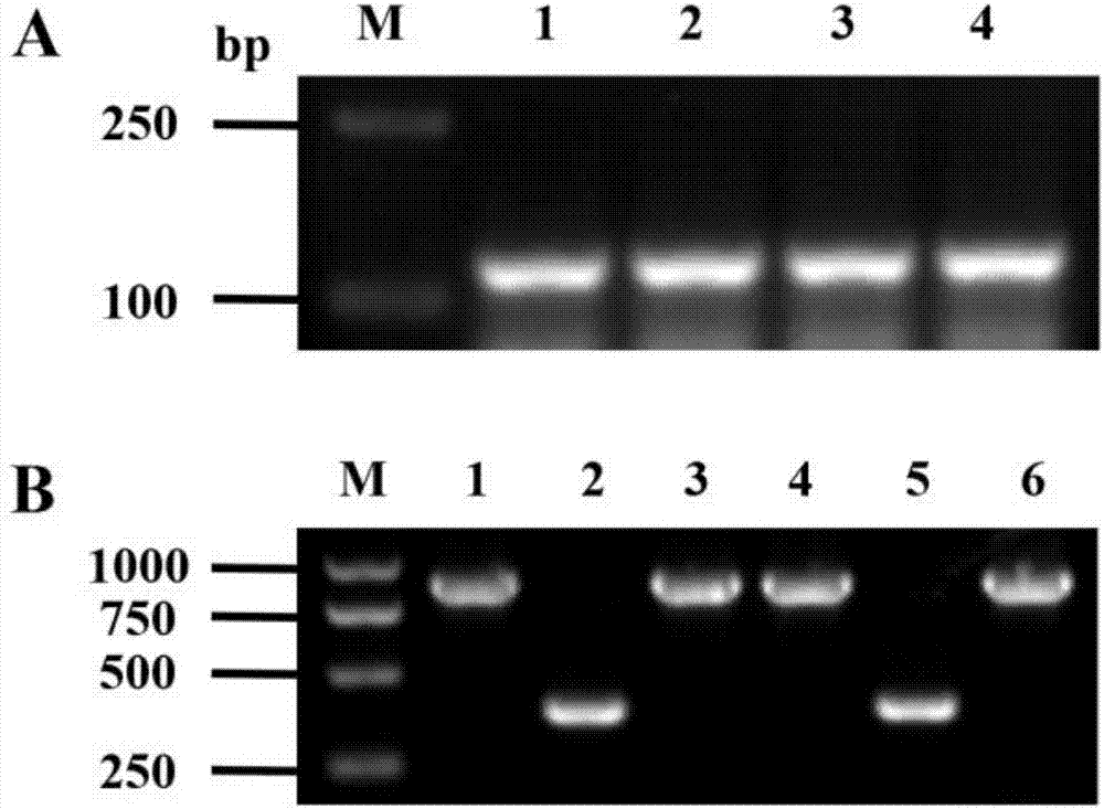 OsbHLH116 gene for controlling rice seed germination, RNAi carrier, as well as preparation method and application thereof