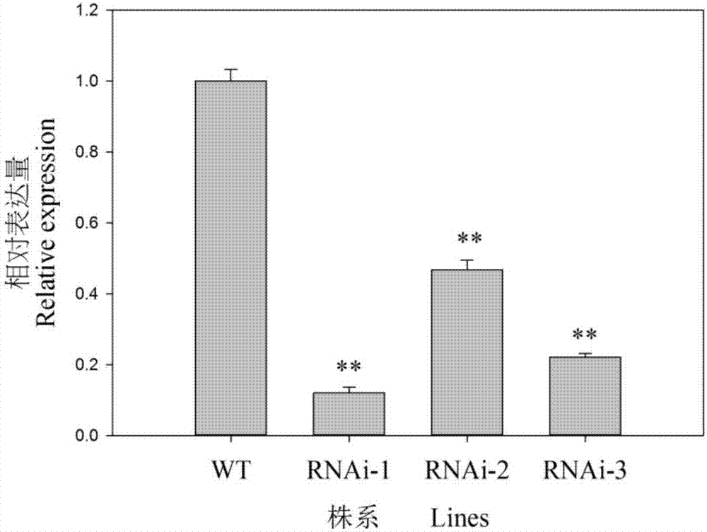 OsbHLH116 gene for controlling rice seed germination, RNAi carrier, as well as preparation method and application thereof