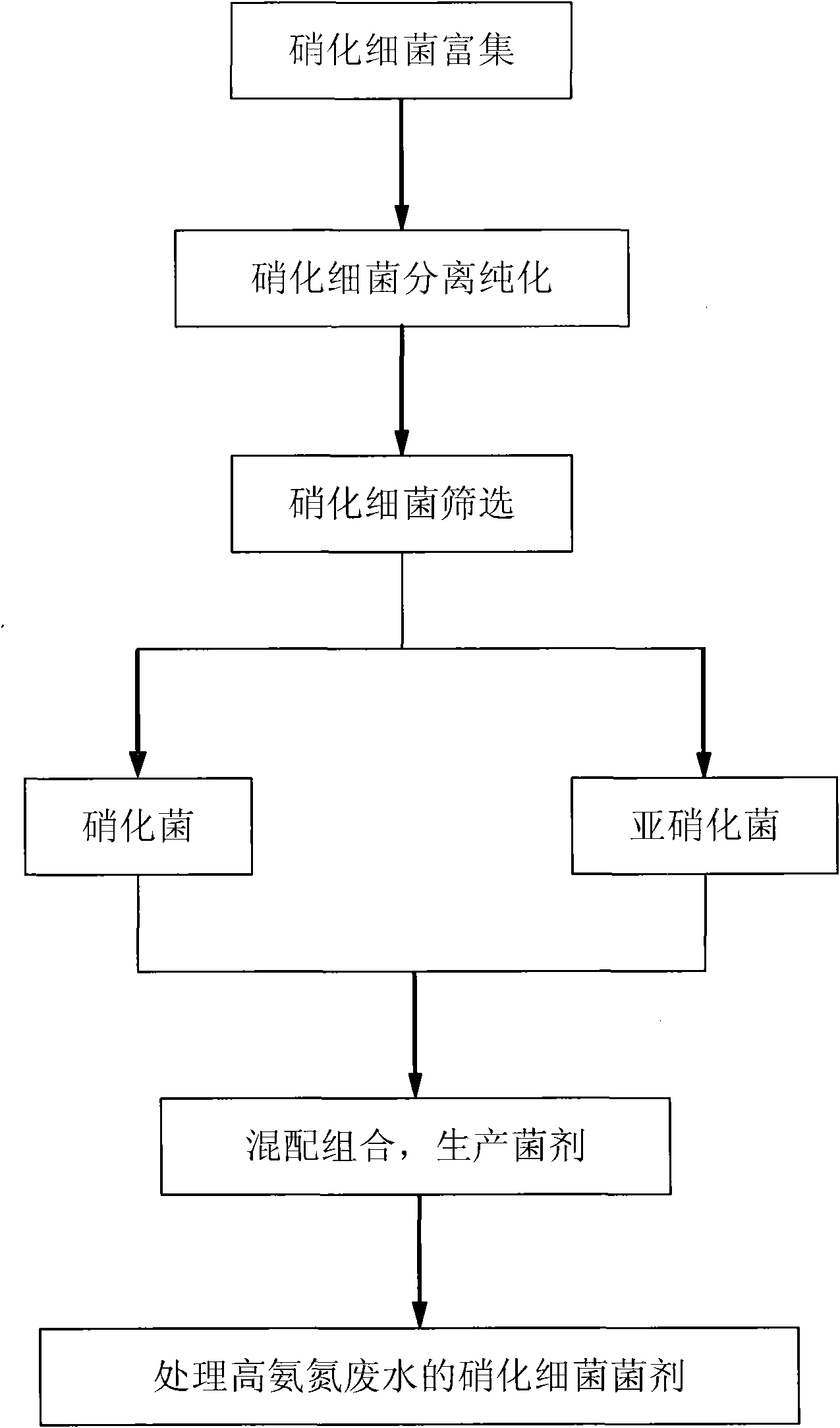 Nitrifying bacterial agent and preparation method thereof