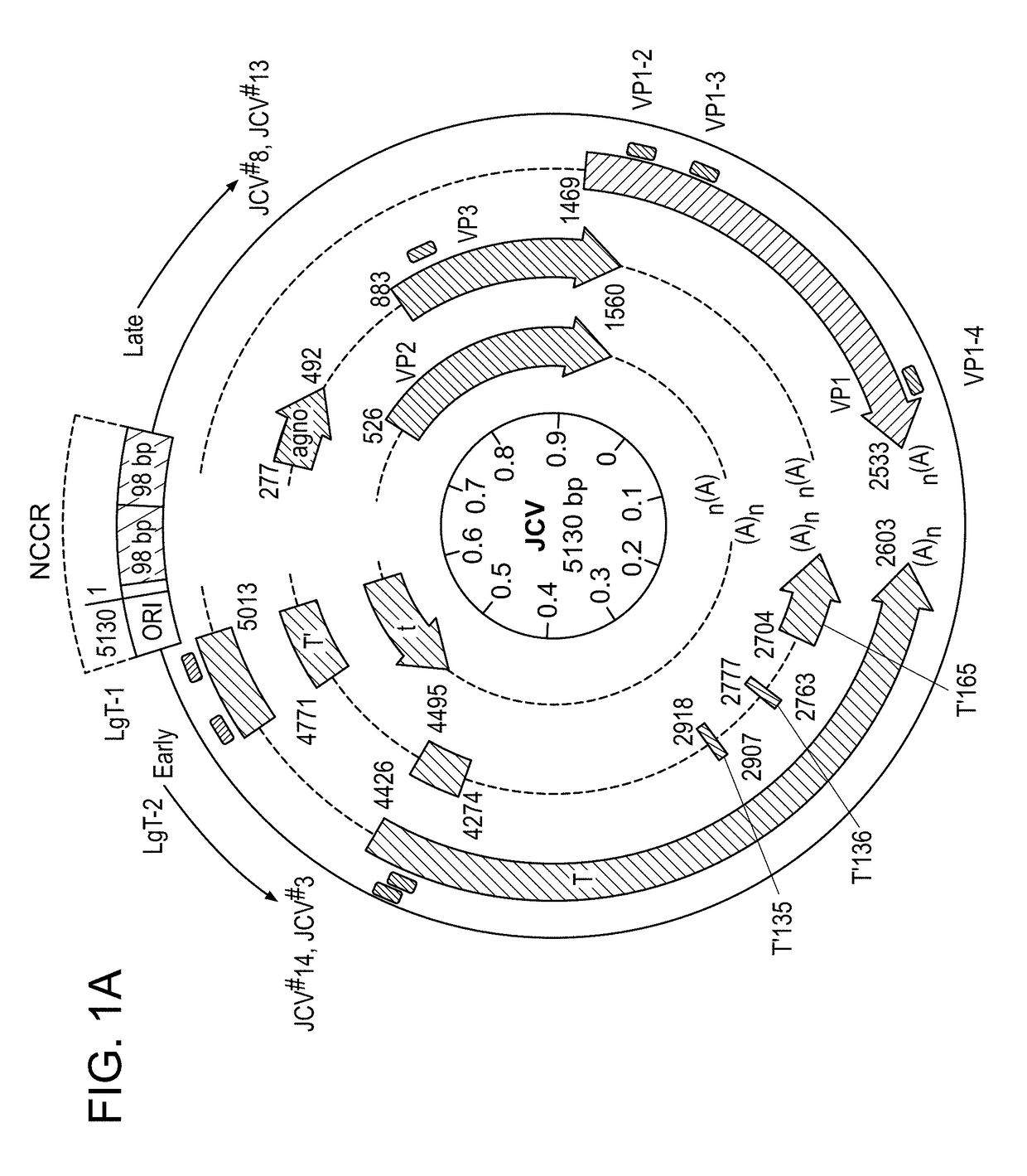 Compositions and methods for inhibiting JC virus (JCV)