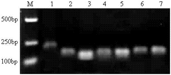 Primer for screening reference genes of syzygium samarangense under low-temperature stress and application thereof