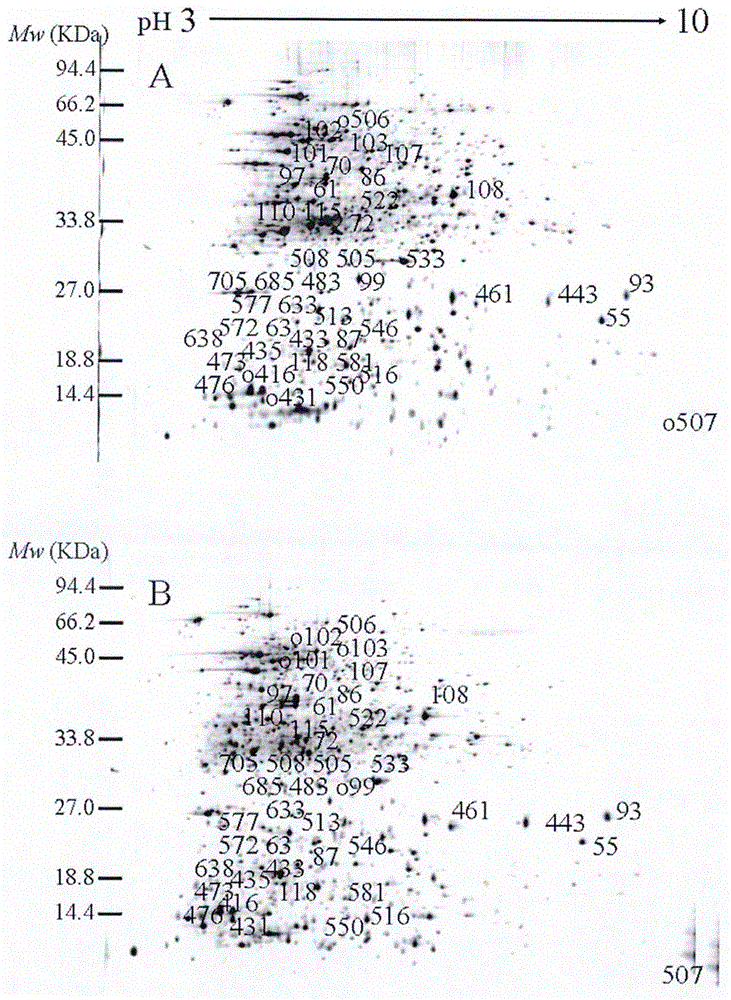 Protein two-dimensional electrophoresis method and application thereof