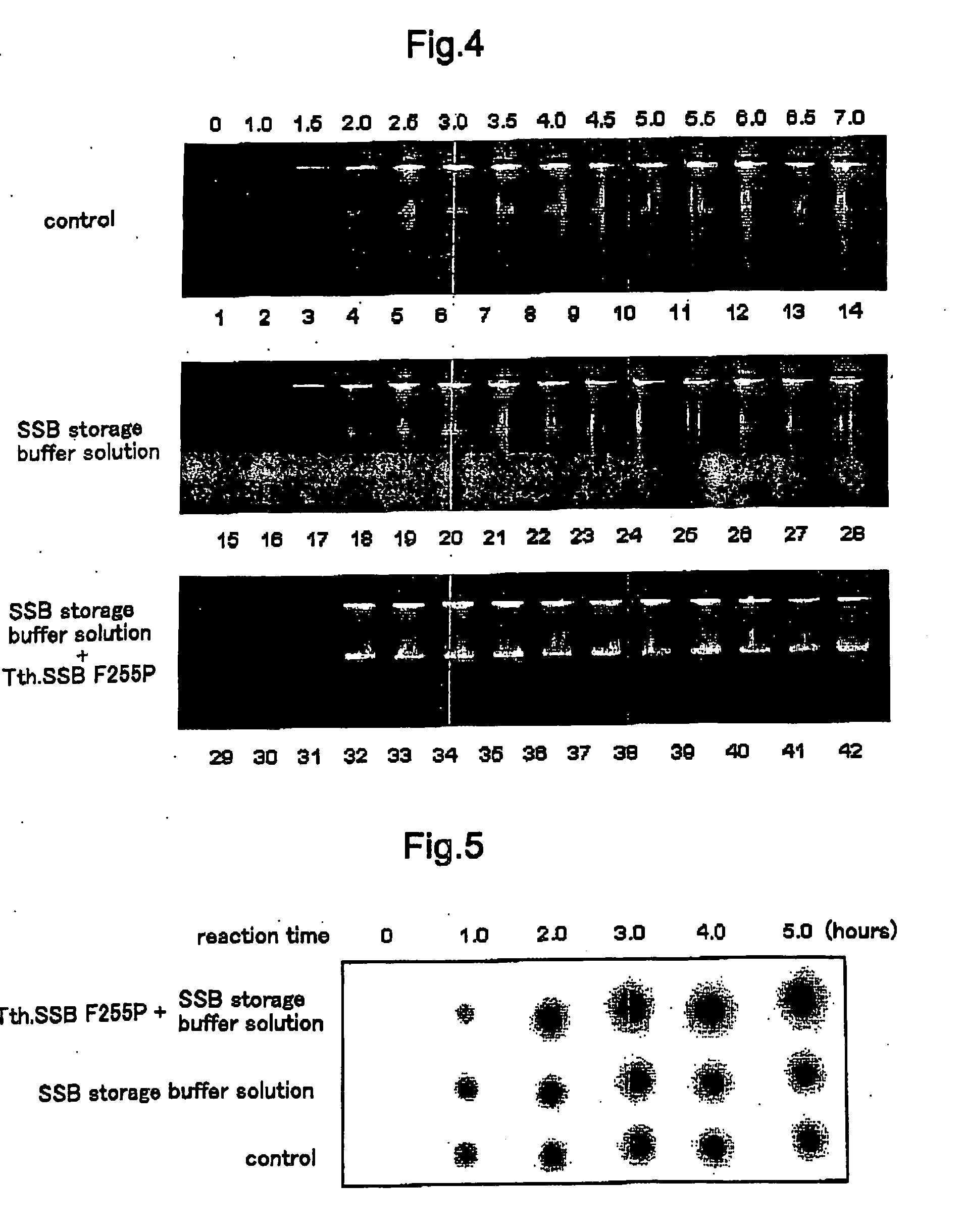 Extreme thermophile single-stranded DNA binding mutant protein, and nucleic acid isothermal amplification method of use thereof