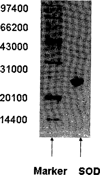 High-density fermentation and purification process for recombination high temperature-resistant hyperoxide dismutase