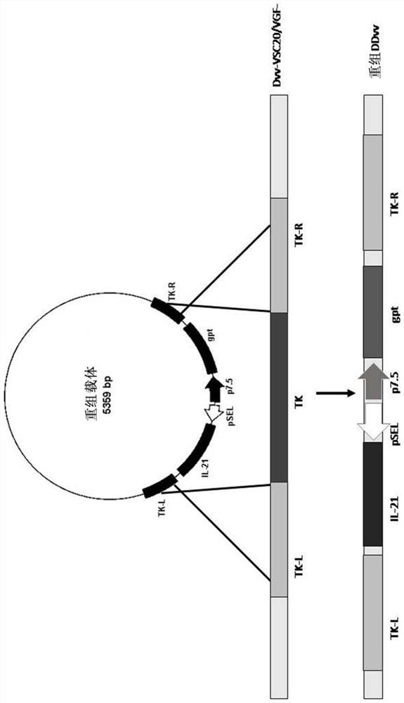 Isolated recombinant oncolytic poxviruses, pharmaceutical compositions and their use in medicaments for the treatment of tumors and/or cancers