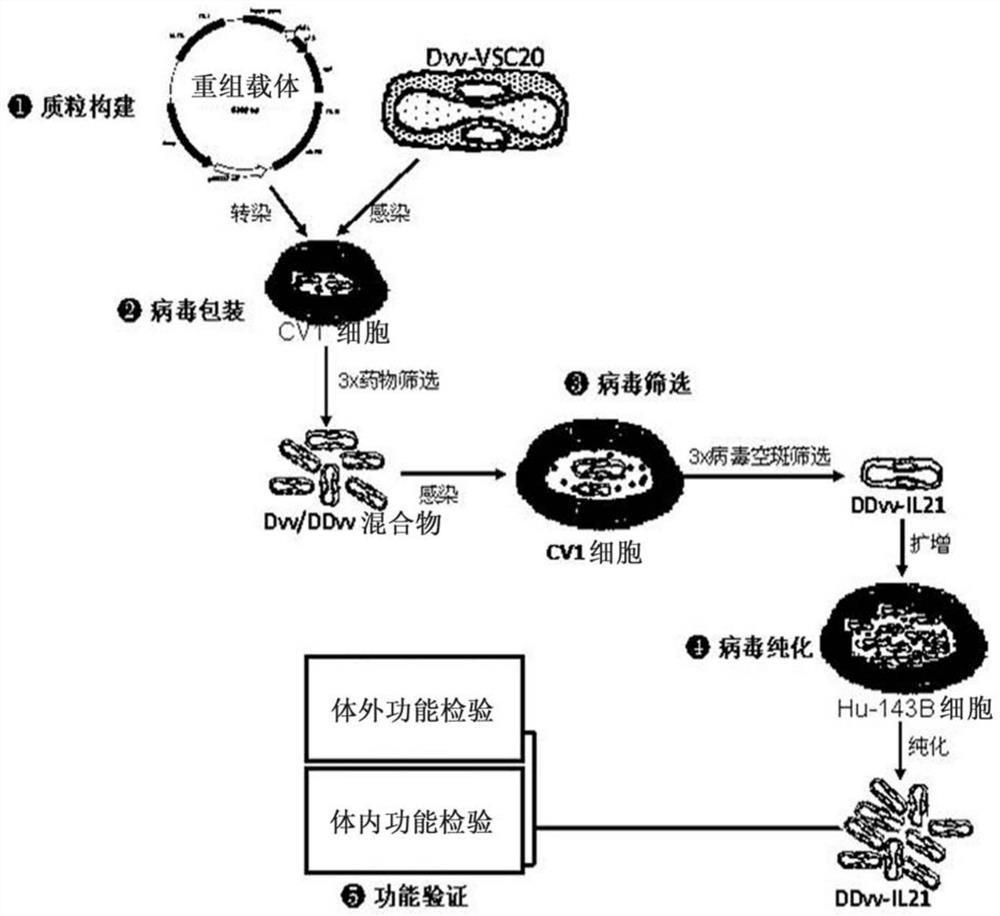 Isolated recombinant oncolytic poxviruses, pharmaceutical compositions and their use in medicaments for the treatment of tumors and/or cancers