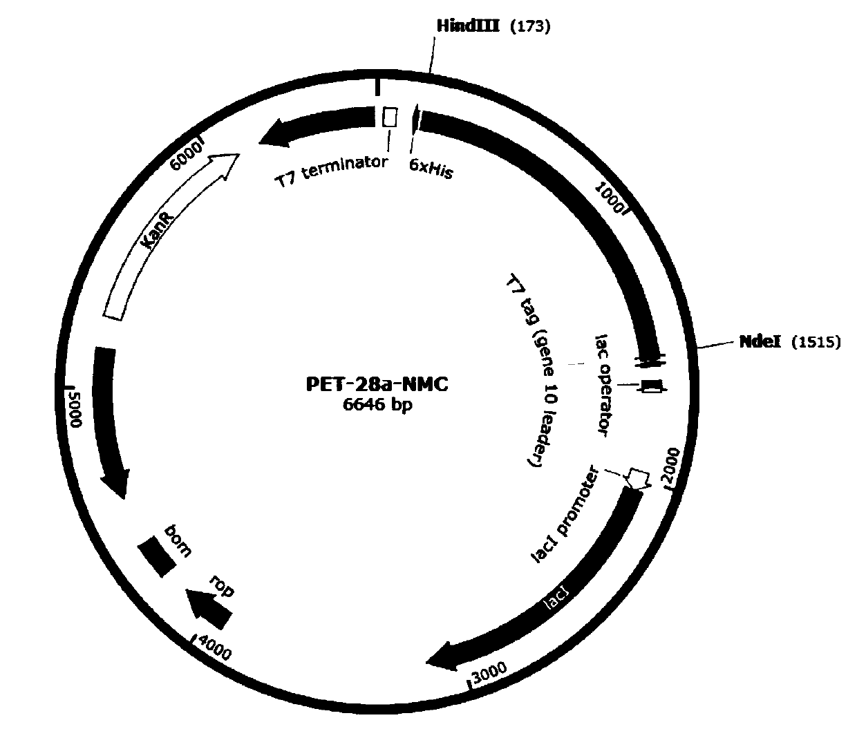 Design synthesis method of spider silk protein and spinning