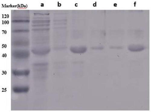 Design synthesis method of spider silk protein and spinning