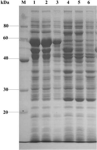 Recombinant plasmid for production of oxalate decarboxylase, system and method for expressing escherichia coli, and application