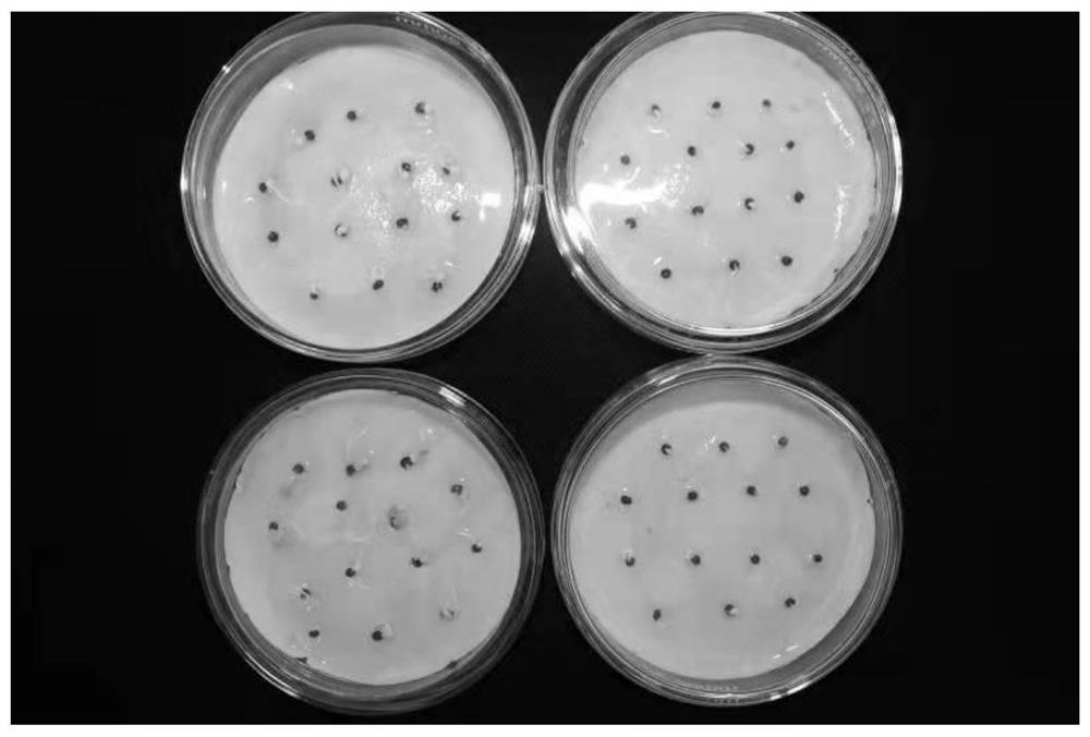 New application of gentiopicroside