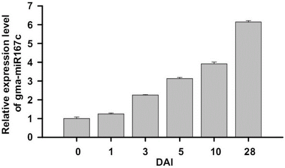 A kind of microrna that promotes plant nodulation and nitrogen fixation and its application