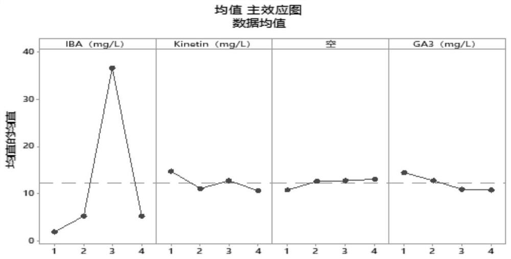 Method for Rapid Propagation of Garlic Callus and Propagation of Improved Varieties