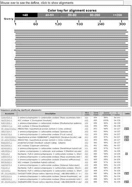 Guzmania ACC oxidase gene and applications