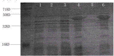 Guzmania ACC oxidase gene and applications