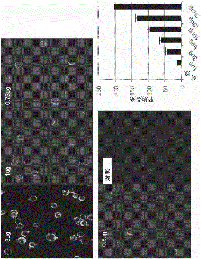 Compositions and methods for modifying the surface of cells and methods of use