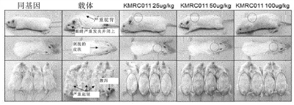 Composition for preventing or treating graft-versus-host disease comprising tlr5 agonist derived from flagellin as effective component