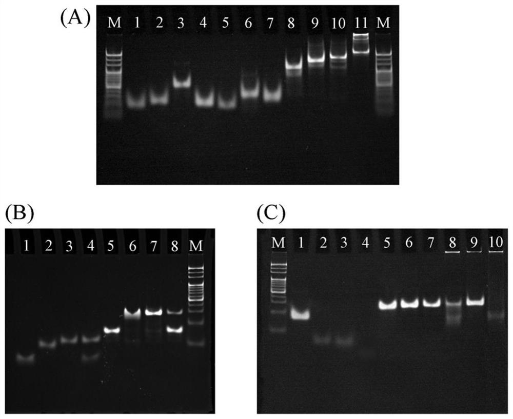 Fluorescent probe for monitoring apoptosis as well as preparation method and application of fluorescent probe