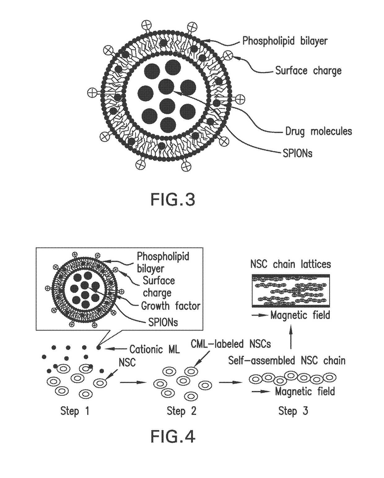 Magnetic directed alignment of stem cell scaffolds for regeneration